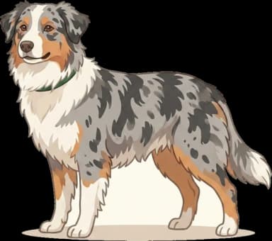 Australian Shepherd Futter: Ausdauer