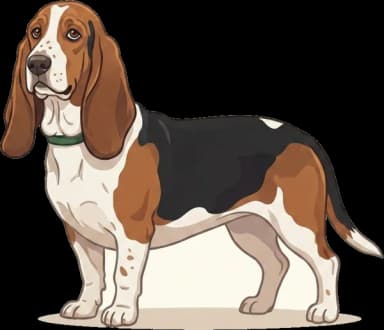 Hundefutter Basset Hound: Gewichtsschutz