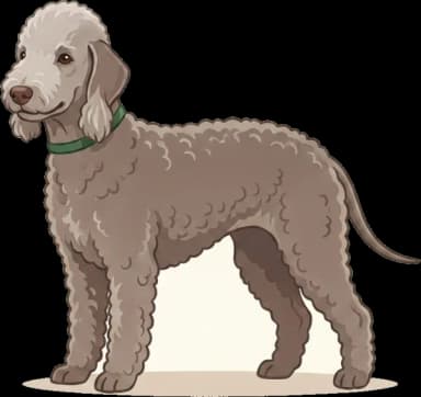 Hundefutter Bedlington Terrier: Kupferkontrolle