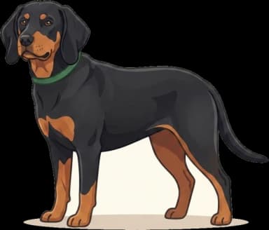 Hundefutter Black and Tan Coonhound: Energie