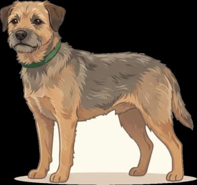 Hundefutter Border Terrier: Zahnschutz