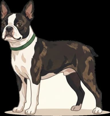 Hundefutter Boston Terrier: Brachyzephal