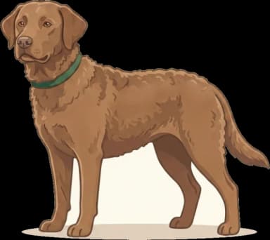 Hundefutter Chesapeake Bay Retriever: Jagd