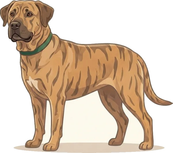Illustration: Hundefutter Cimarrón Uruguayo: Riesenwachstum