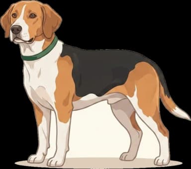 Hundefutter English Foxhound: Ausdauer