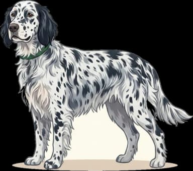 Hundefutter English Setter: Schilddrüse