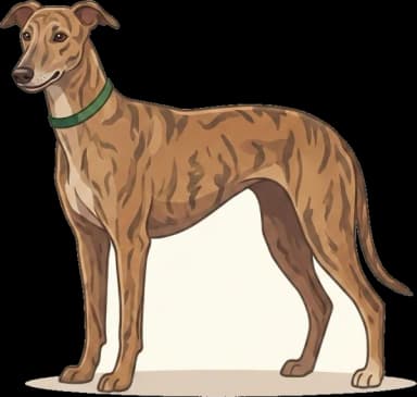 Hundefutter Greyhound: Ultraprotein-Mager