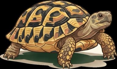 Griechische Landschildkröte: Wildkräuter-Futter & Calcium
