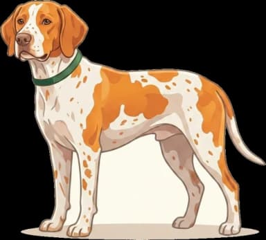 Hundefutter Bracco Italiano: Großrasse