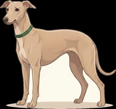 Hundefutter Italienisches Windspiel: Energie