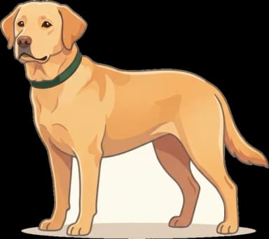 Hundefutter Labrador Retriever: Gewicht