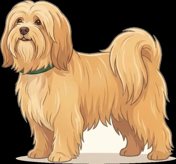 Illustration: Hundefutter Lhasa Apso: Nierenschutz