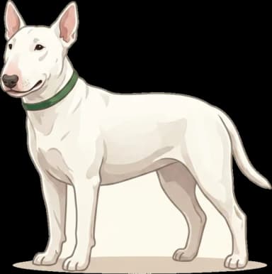 Hundefutter Miniature Bull Terrier: Muskel