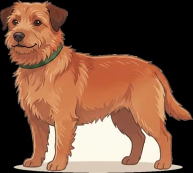 Hundefutter Norfolk Terrier: Arbeitsenergie