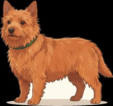 Hundefutter Norwich Terrier: Energie