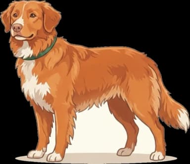 Hundefutter Nova Scotia Duck Tolling: Sport