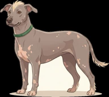Hundefutter Peruanischer Nackthund