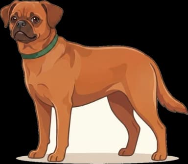 Hundefutter Petit Brabançon: Atemwege