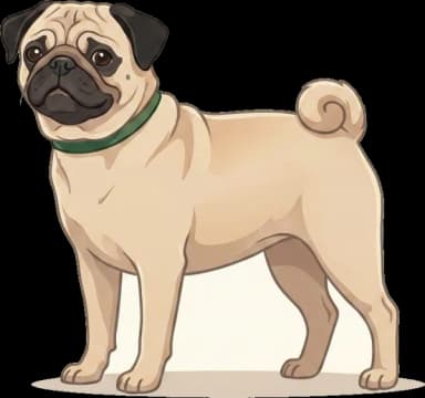 Mops Futter: Gewichtskontrolle