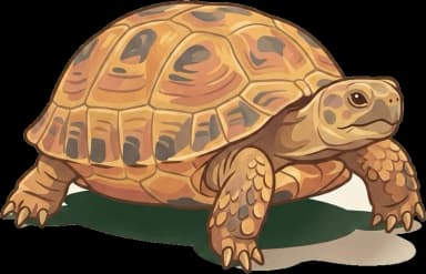 Russische Landschildkröte: Steppenkräuter-Futter & Calcium