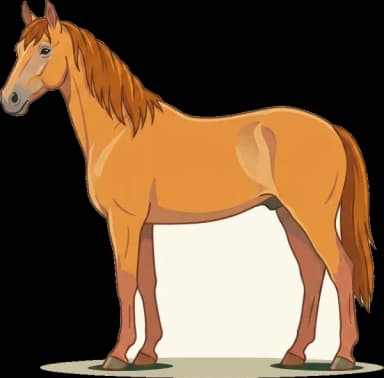 Pferdefutter Tschechisches Warmblut