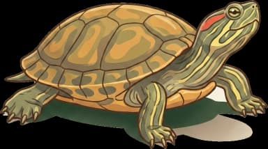 Wasserschildkrötenfutter: Calcium & Panzerstabilität