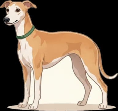 Hundefutter Whippet: Nährstoffversorgung