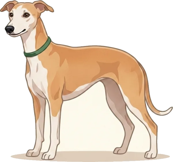 Illustration: Hundefutter Whippet: Nährstoffversorgung